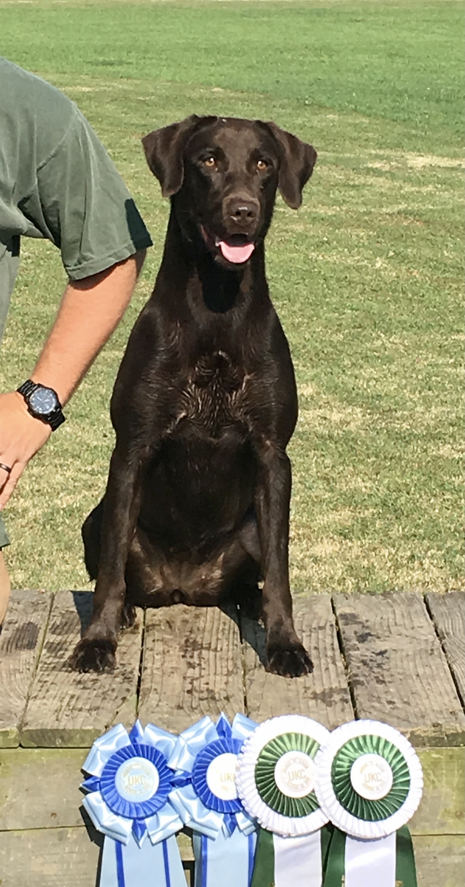 HRCH Magnolia Blues Lady Jane MH | Chocolate Labrador Retriver