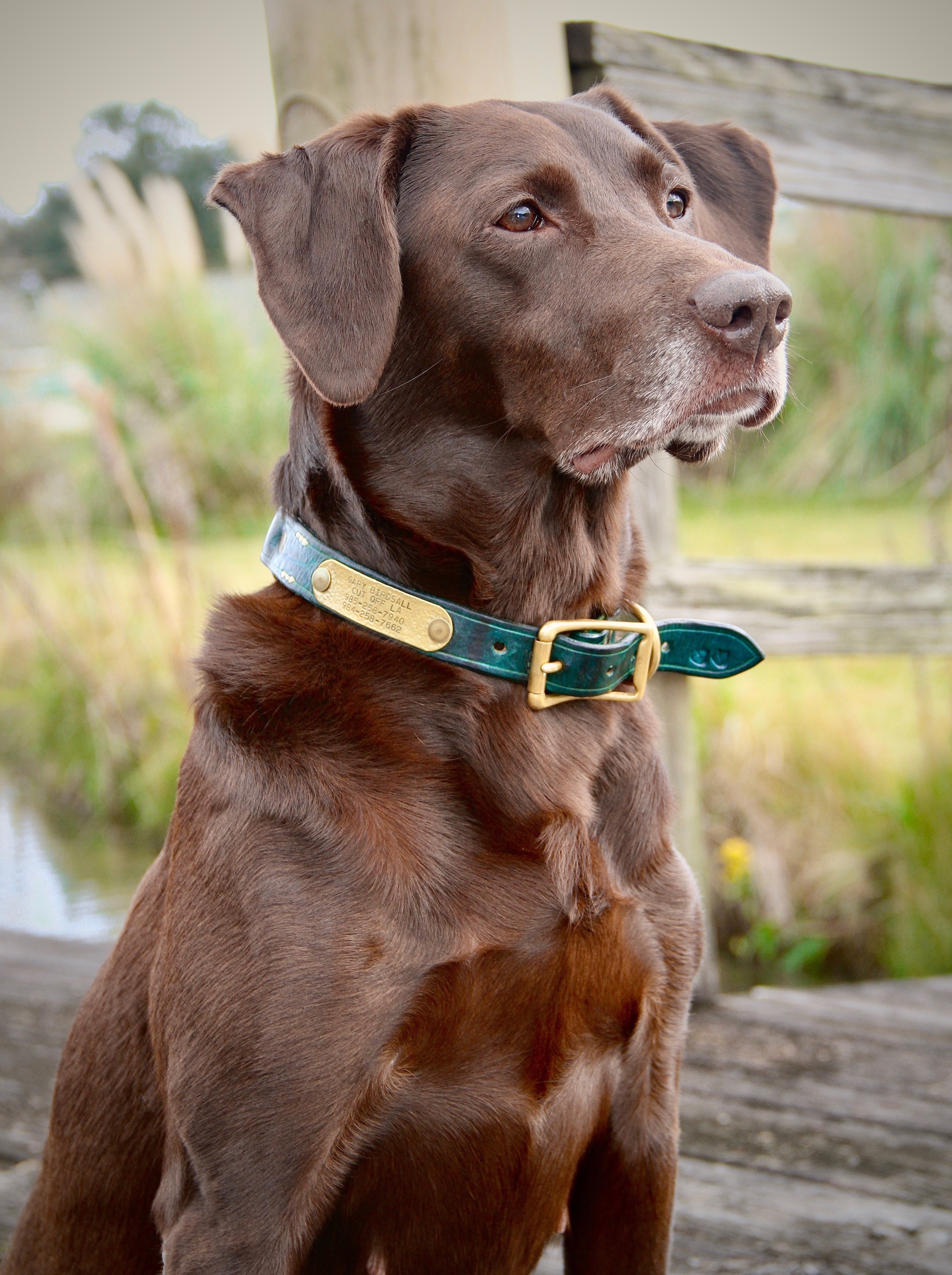 HRCH Miss Chloe Of Duckingham | Chocolate Labrador Retriver