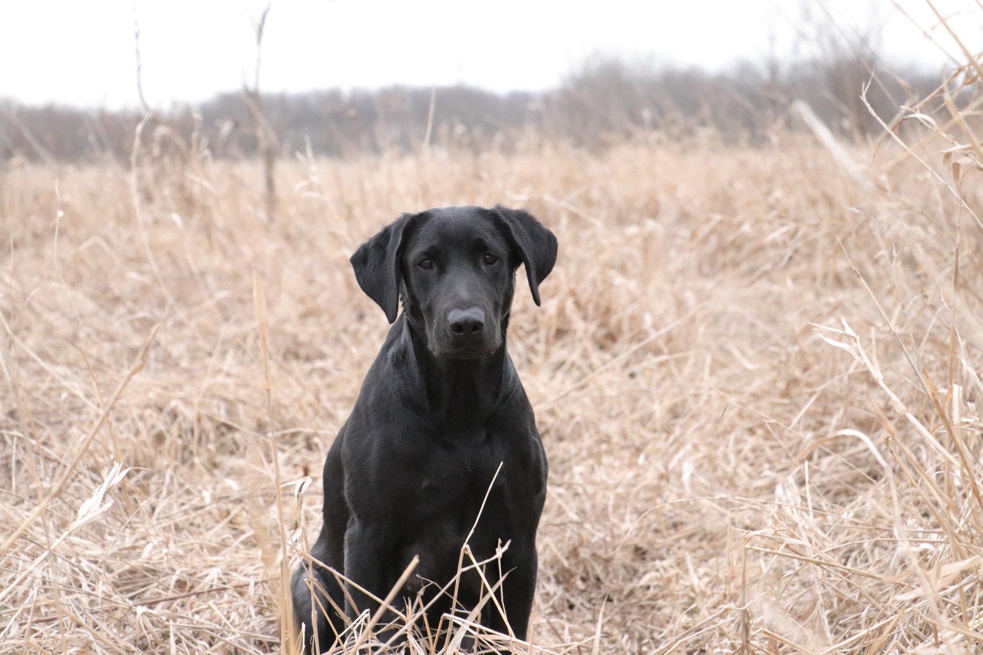 HR Black Olive River Otter CGC | Black Labrador Retriver