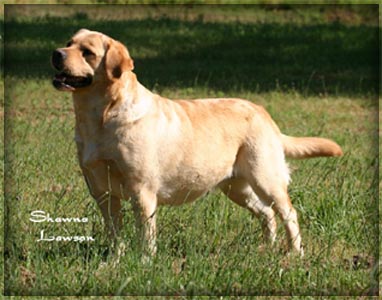 CH Gingerbred Pasta Luna | Yellow Labrador Retriver