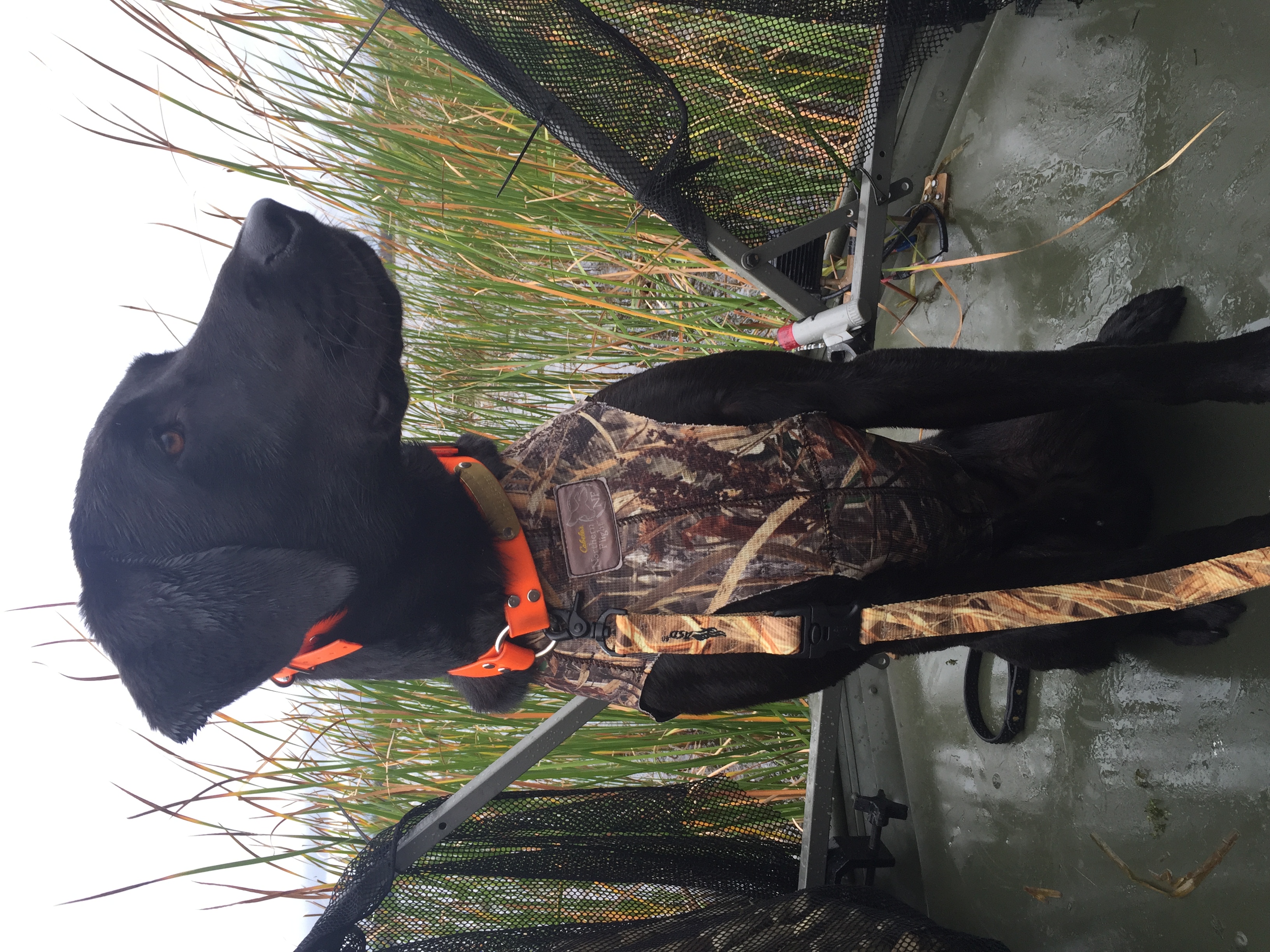 UUJCH USF TFL Black Powder's Crashin' Timber RATO | Black Labrador Retriver