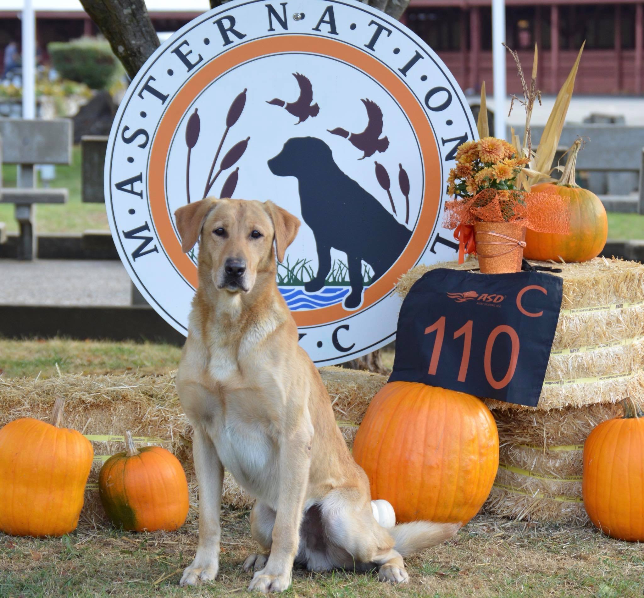 Troublesome Fullgrown & High Speed MNH | Yellow Labrador Retriver