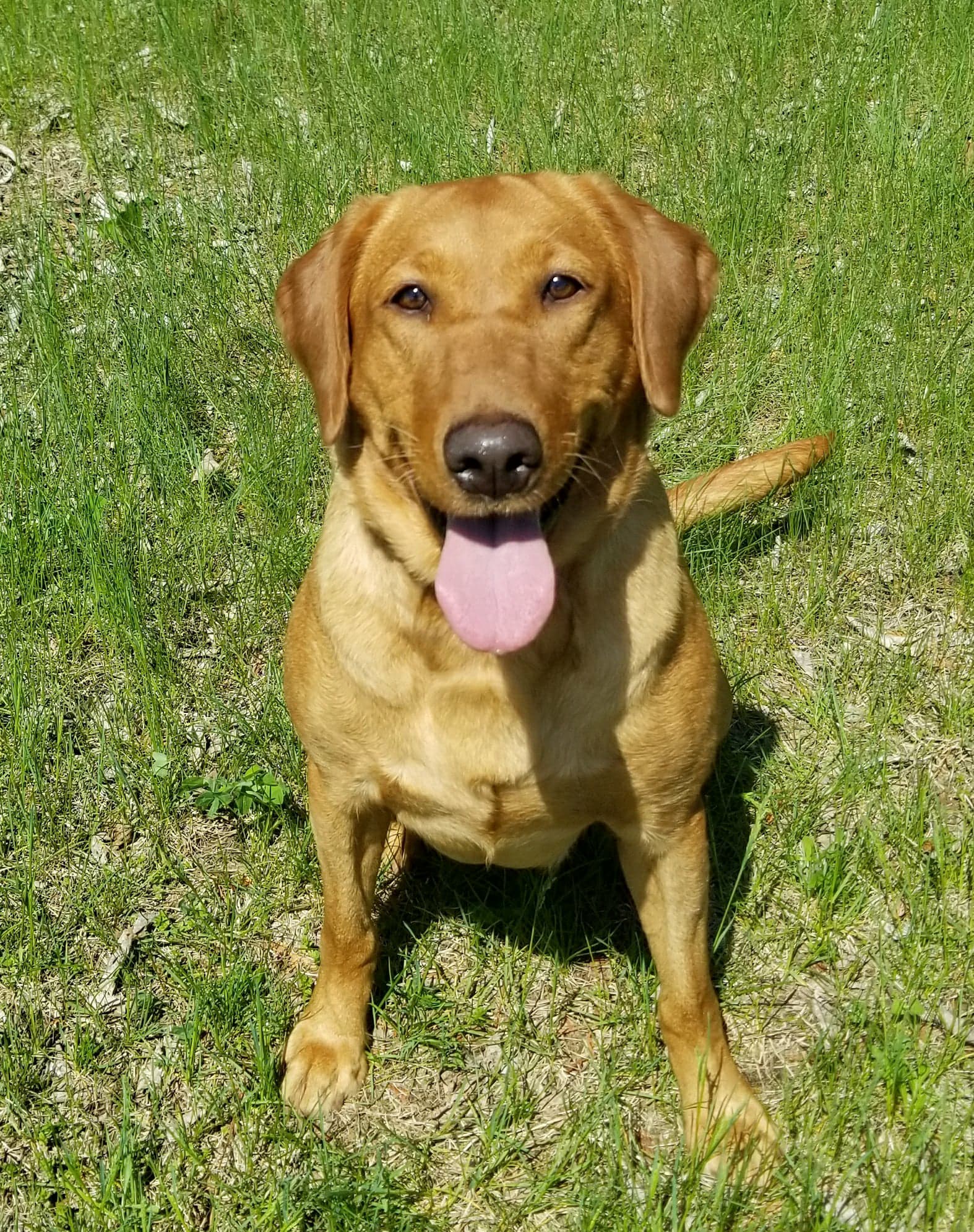 Red Hot N Ever Ready Cinder NDL QAA | Yellow Labrador Retriver