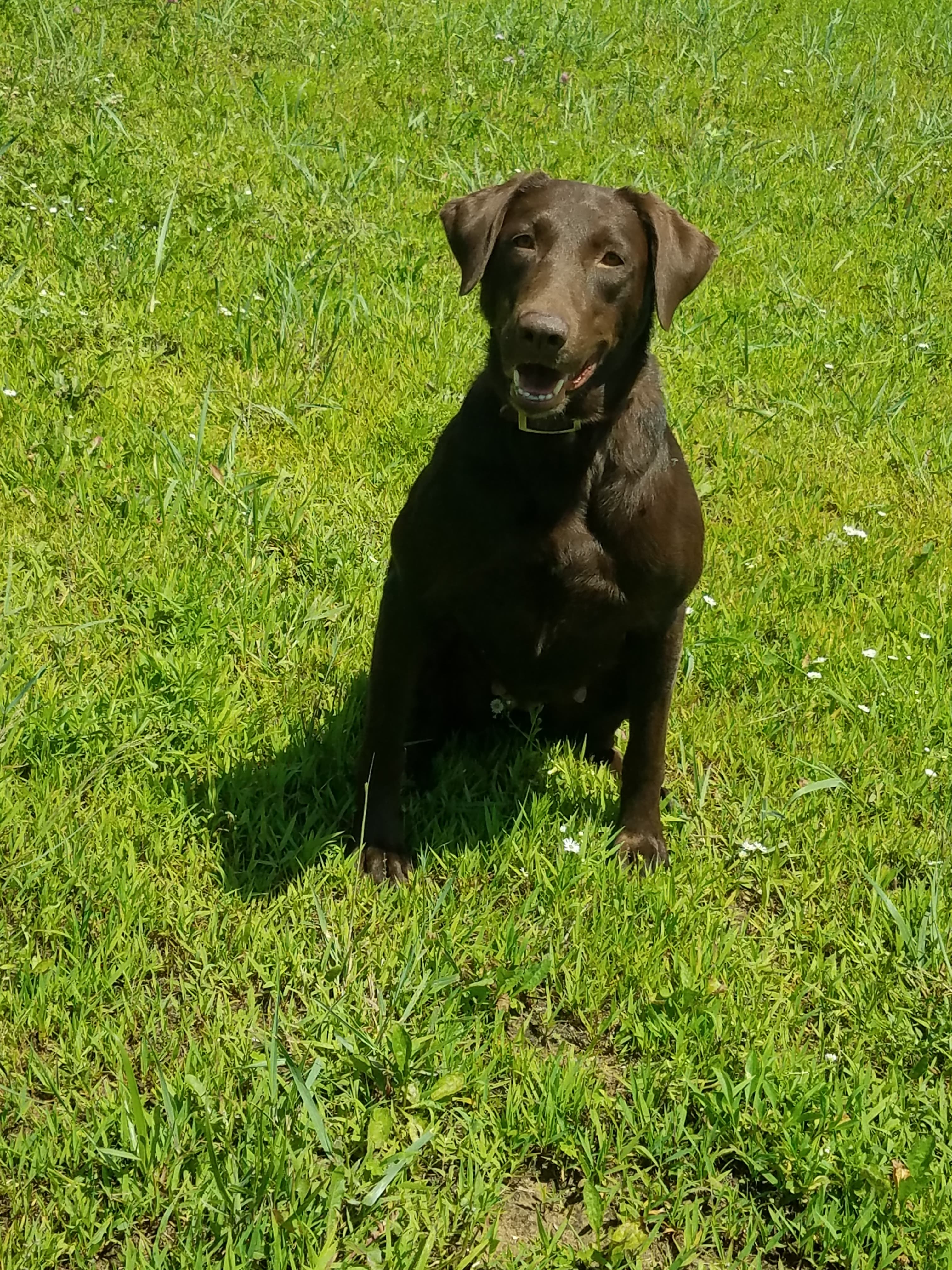 Red Hot Spark On The Prairie JH | Chocolate Labrador Retriver