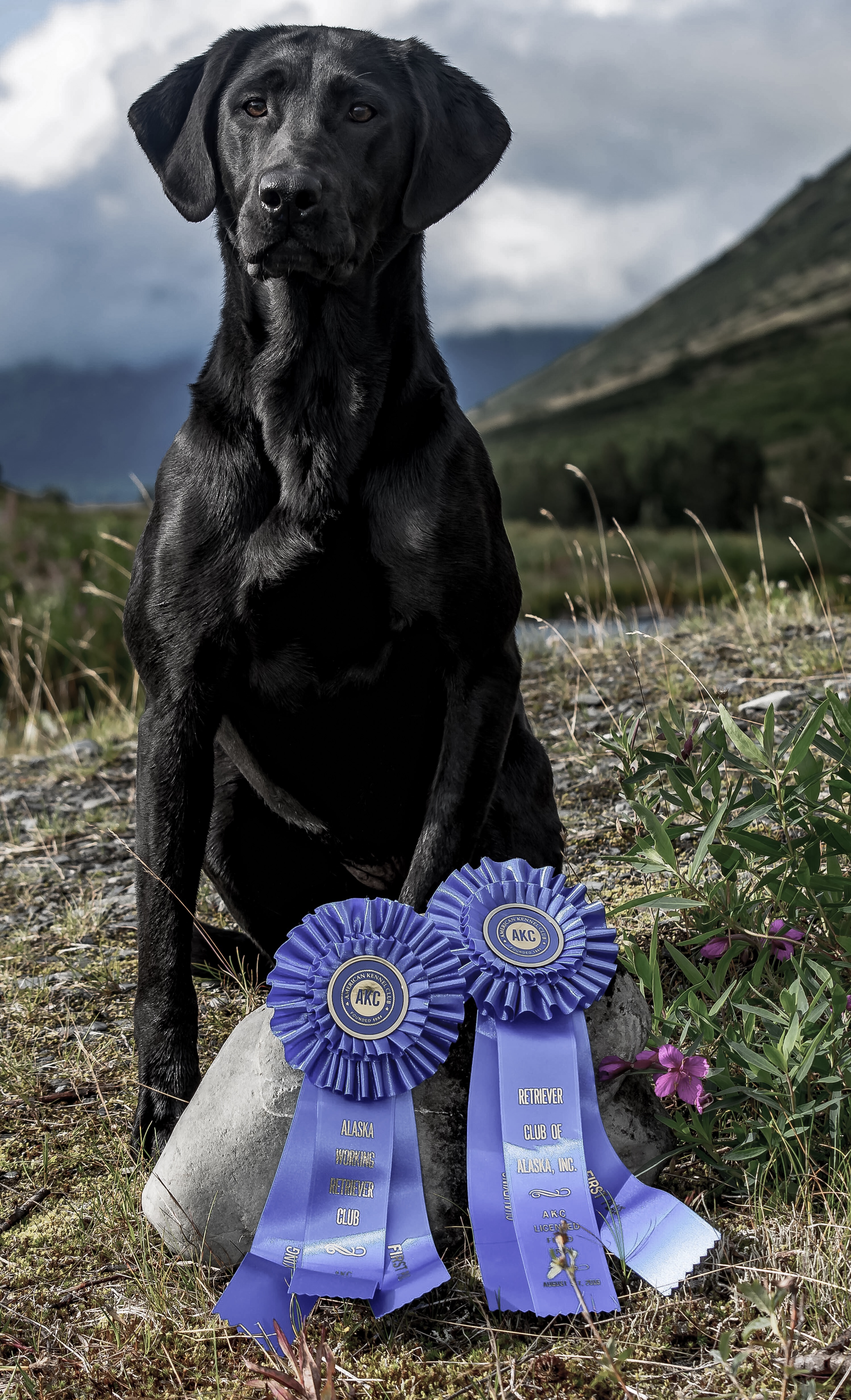 Gr8lnd Silent Assassin | Black Labrador Retriver