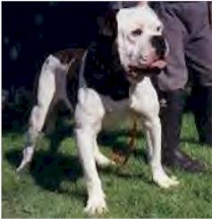 Jaws of Stone Jake | American Bulldog 