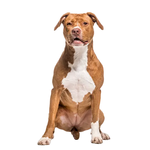 American-Staffordshire-Terrier