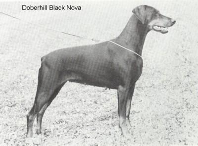 Doberhill Black Nova | Black Doberman Pinscher