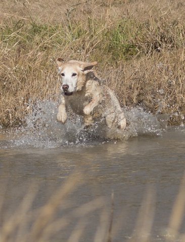 My Captain Fantastic MH QAA | Yellow Labrador Retriver