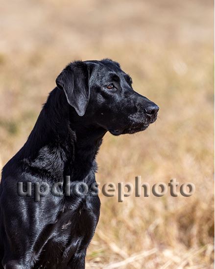 FC AFC Delpond's Pink To Make The Boys Wink | Black Labrador Retriver