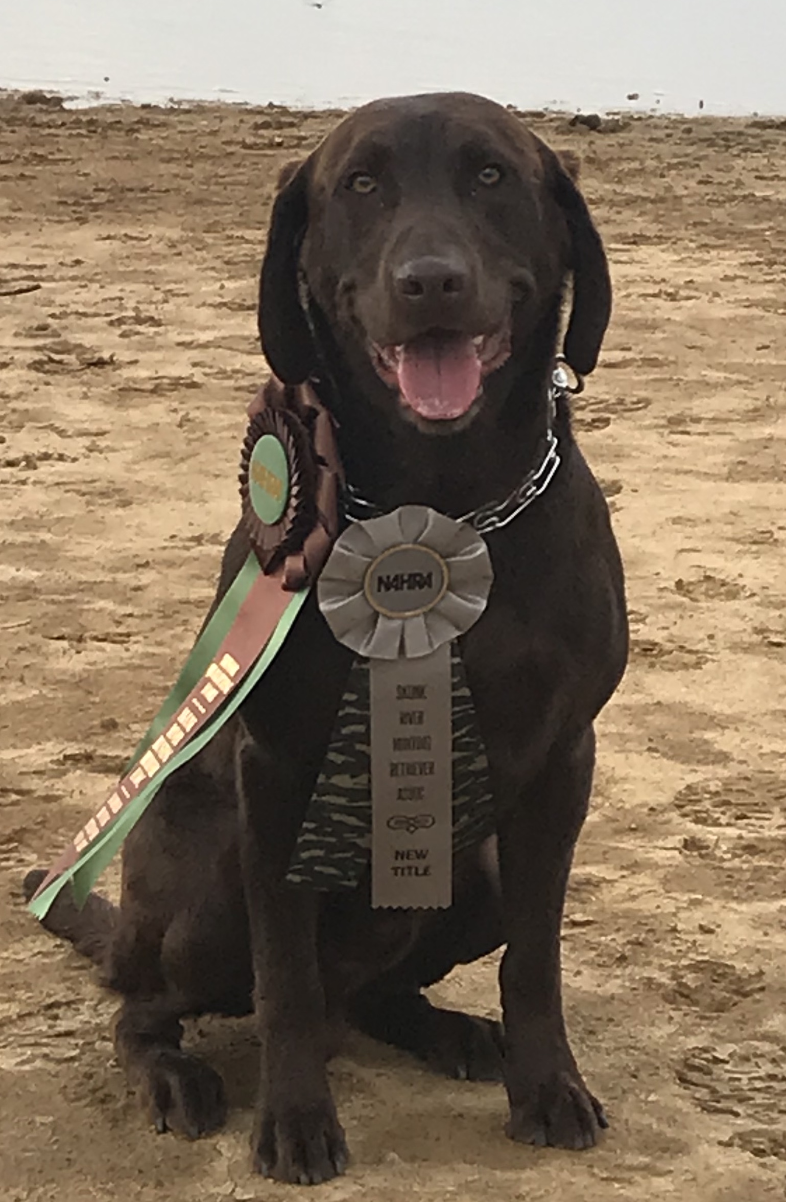 MHR Harvest Moon's Wild Card | Chocolate Labrador Retriver