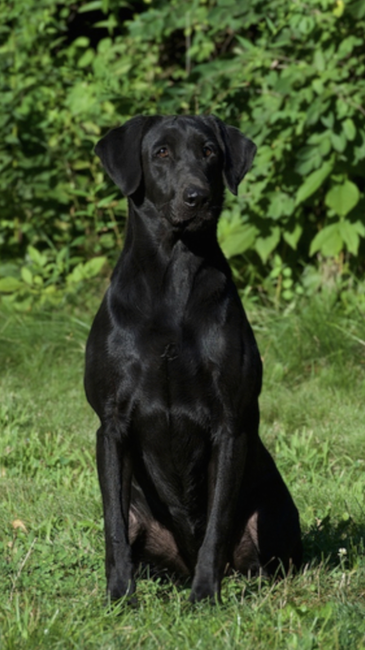 Mossy Pond's Rolling Thunder MH QA2 | Black Labrador Retriver