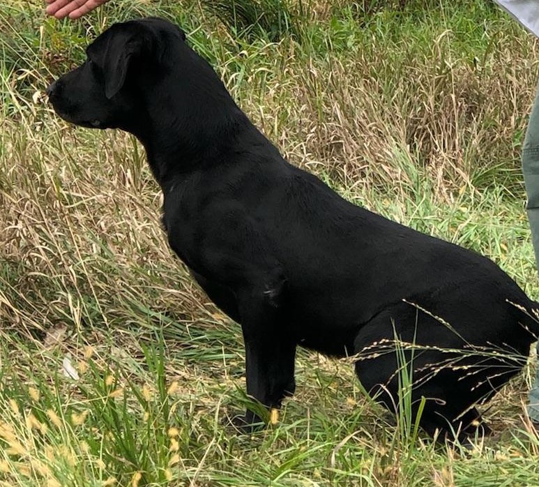 FC Three Rivers Soaring High | Black Labrador Retriver