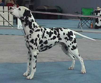 Spotnik’s Unbuttoned Uniform | Dalmatian 