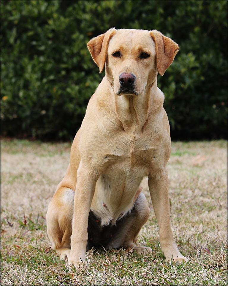 SBR Sheeza Shot of Gin  DJ | Yellow Labrador Retriver