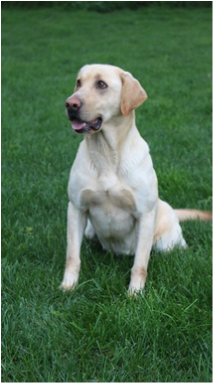 Lincoln Creek's Perfect Combination | Yellow Labrador Retriver