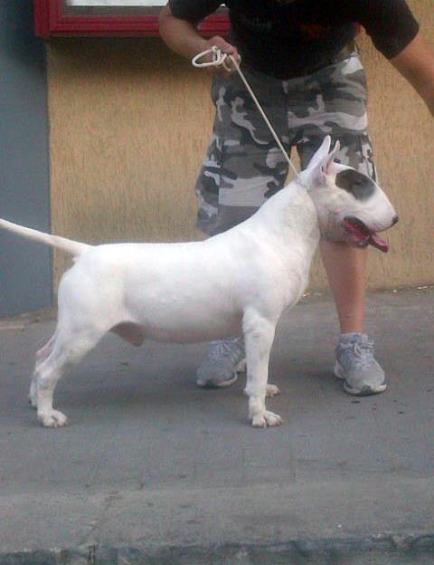 moonflower hernandes | Bull Terrier 