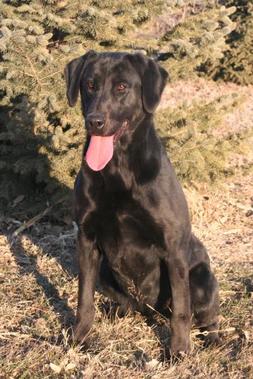 Lincoln Creek's Road Warrior | Black Labrador Retriver