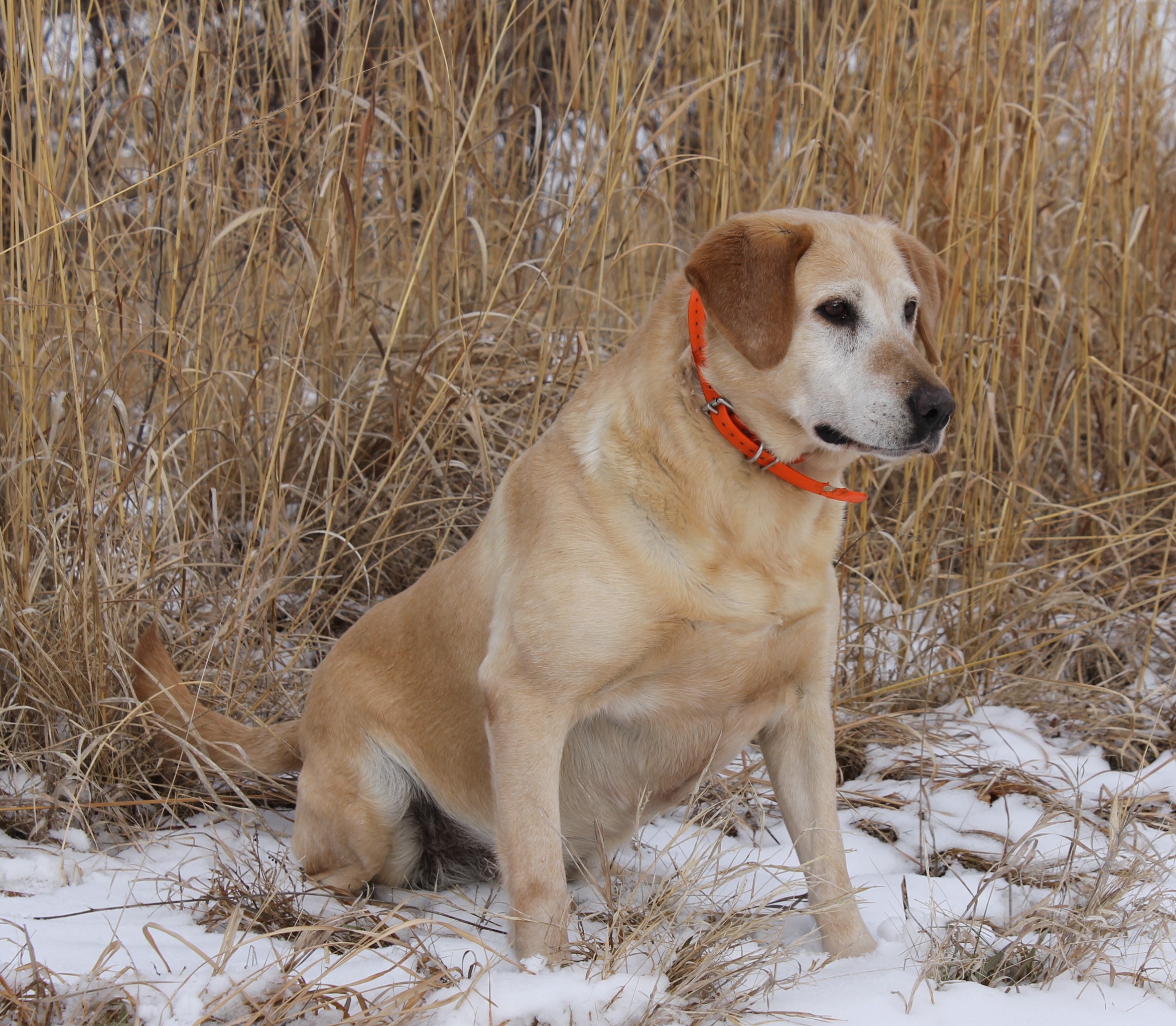 Hilltops Upland Storm | Yellow Labrador Retriver