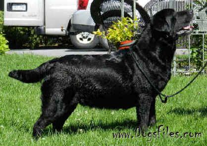 CH Chablais Violette | Black Labrador Retriver