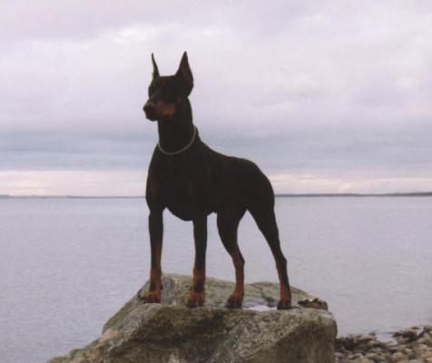 Pilar v. Warringhof | Black Doberman Pinscher