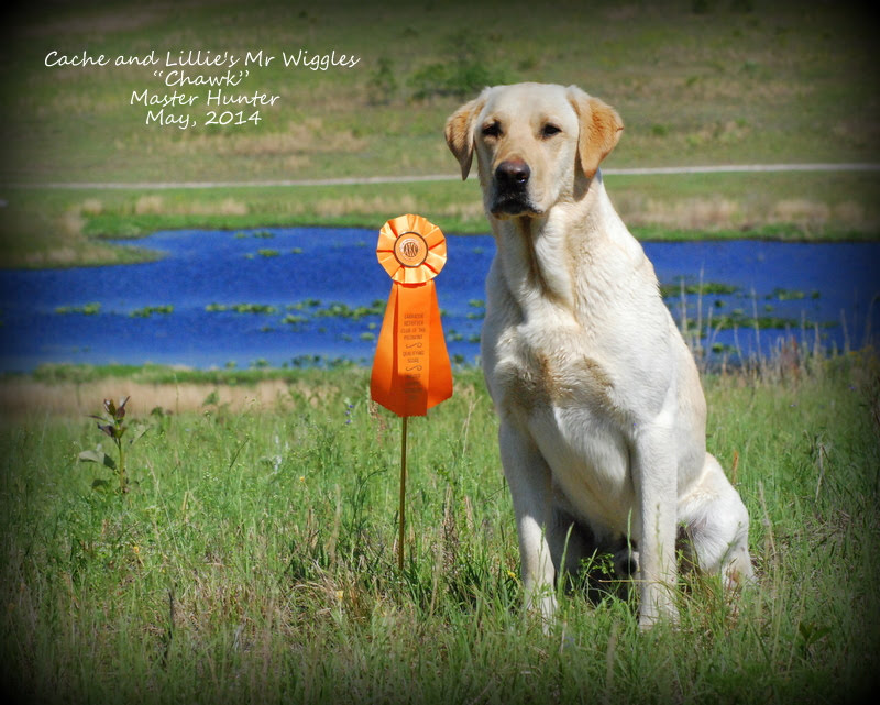 HR SR67143902 Cache And Lilly's Mr Wiggles MH | Yellow Labrador Retriver