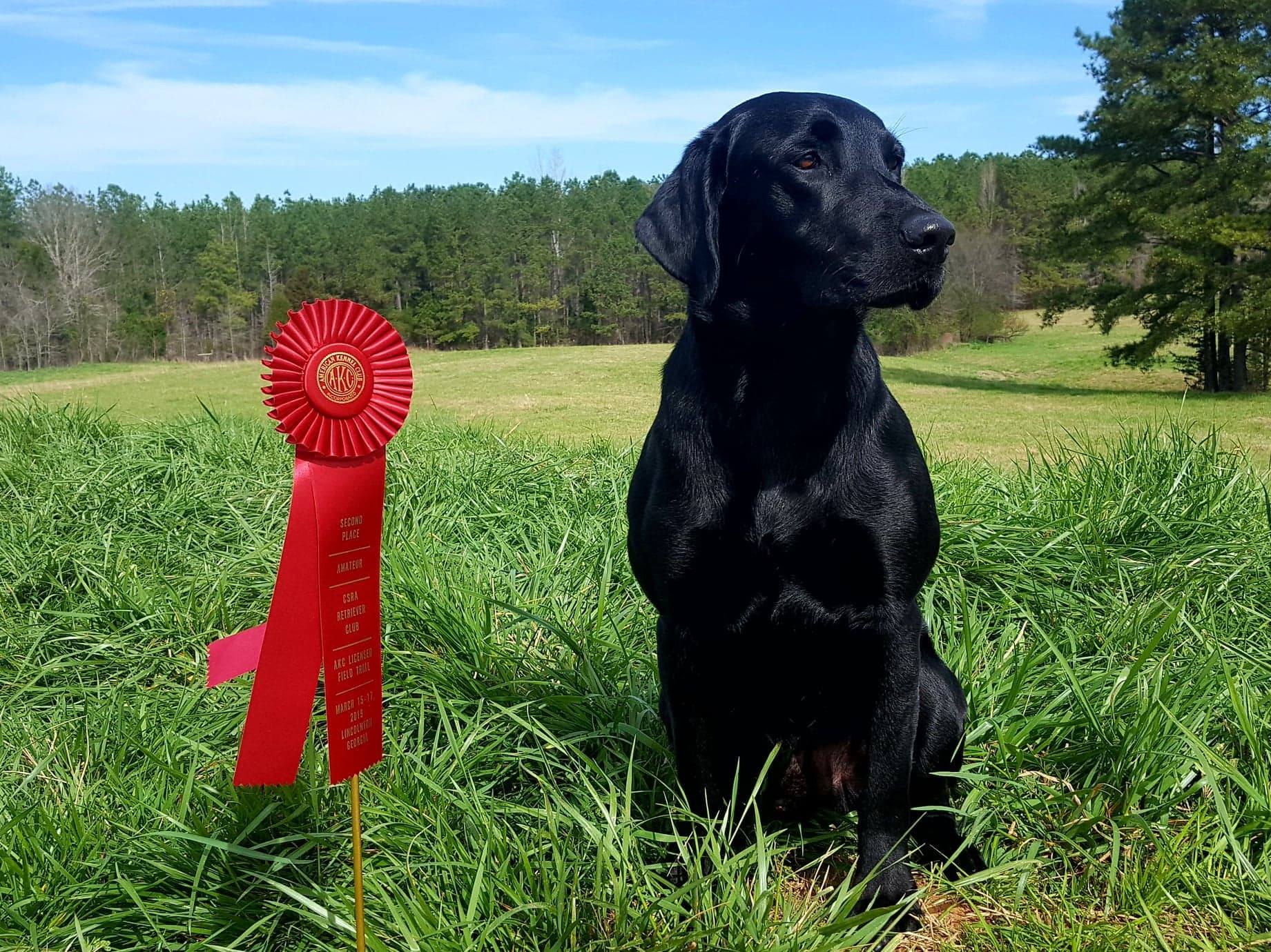 Will-do's Drop A Dyme QAA | Black Labrador Retriver