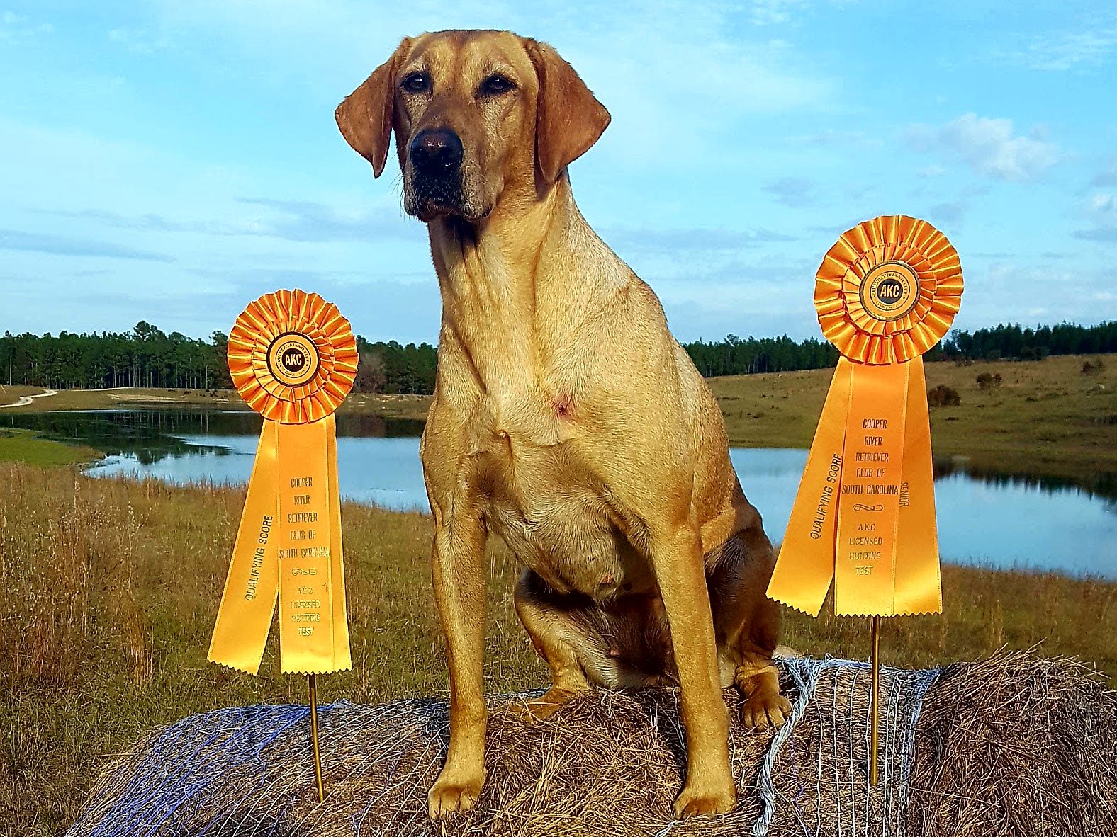 Will-do's Lady Guinevere JH | Yellow Labrador Retriver