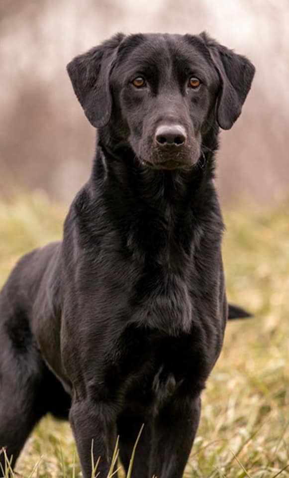 GRHRCH  Price Farm's Preaching To The Choir MH QA2 | Black Labrador Retriver