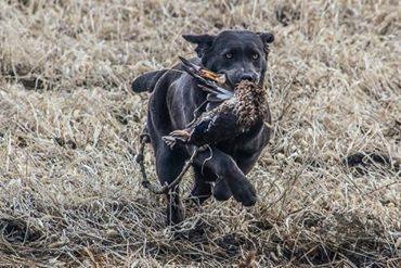 SHR Windbush Gracie | Black Labrador Retriver