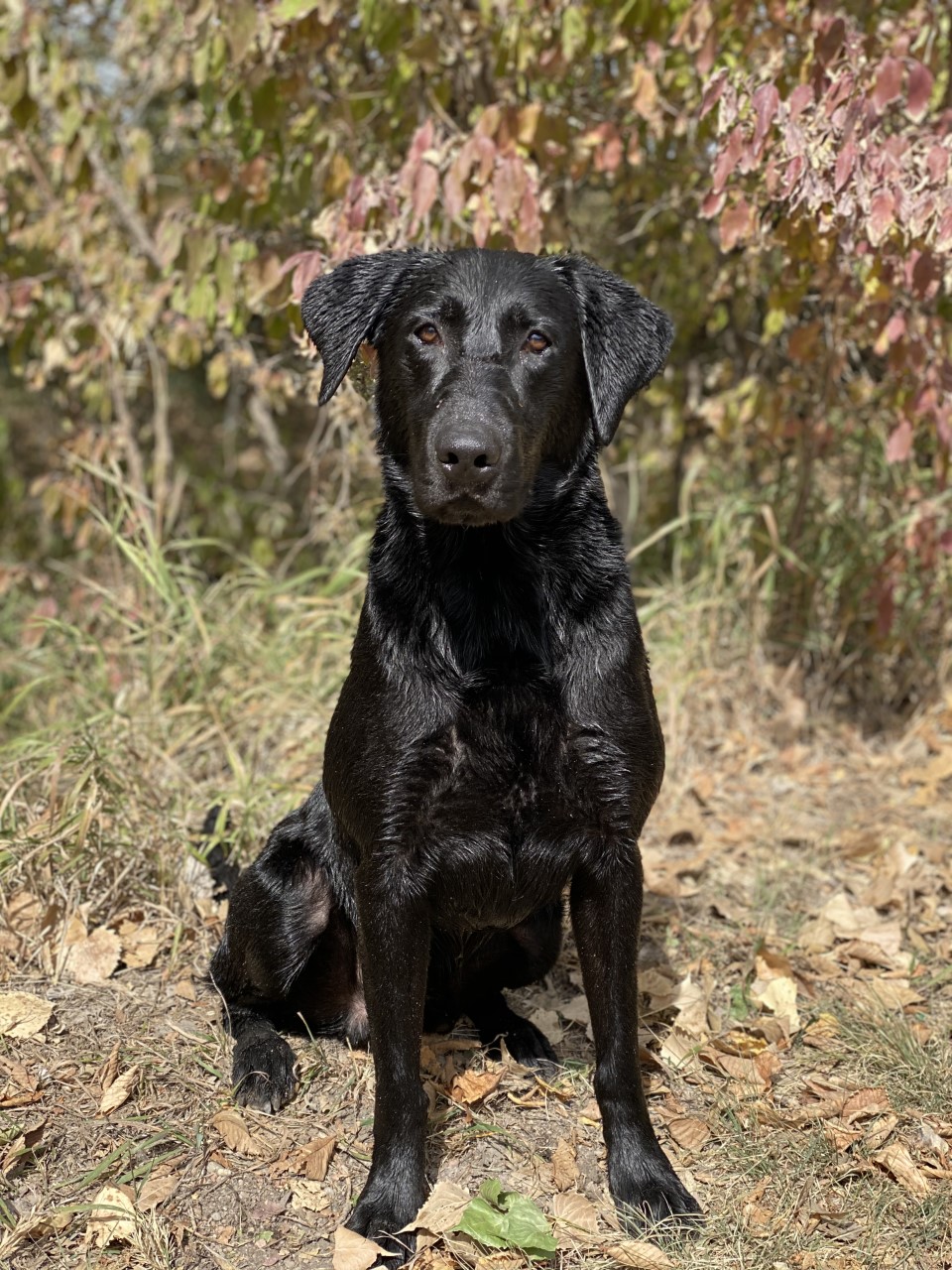 GRHRCH I Agree To Terms And Conditions MH | Black Labrador Retriver