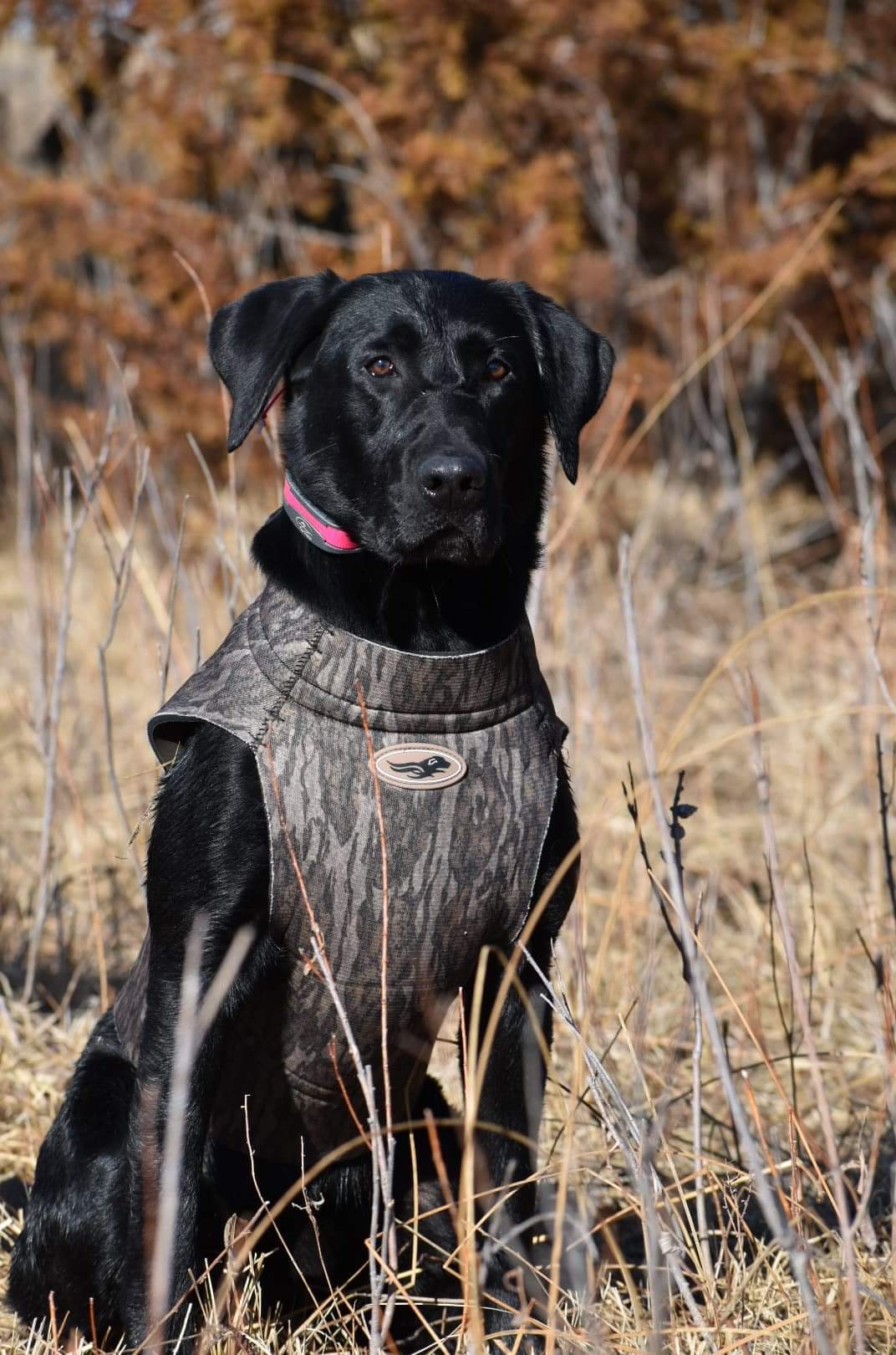 GRHRCH I Agree To Terms And Conditions MH | Black Labrador Retriver