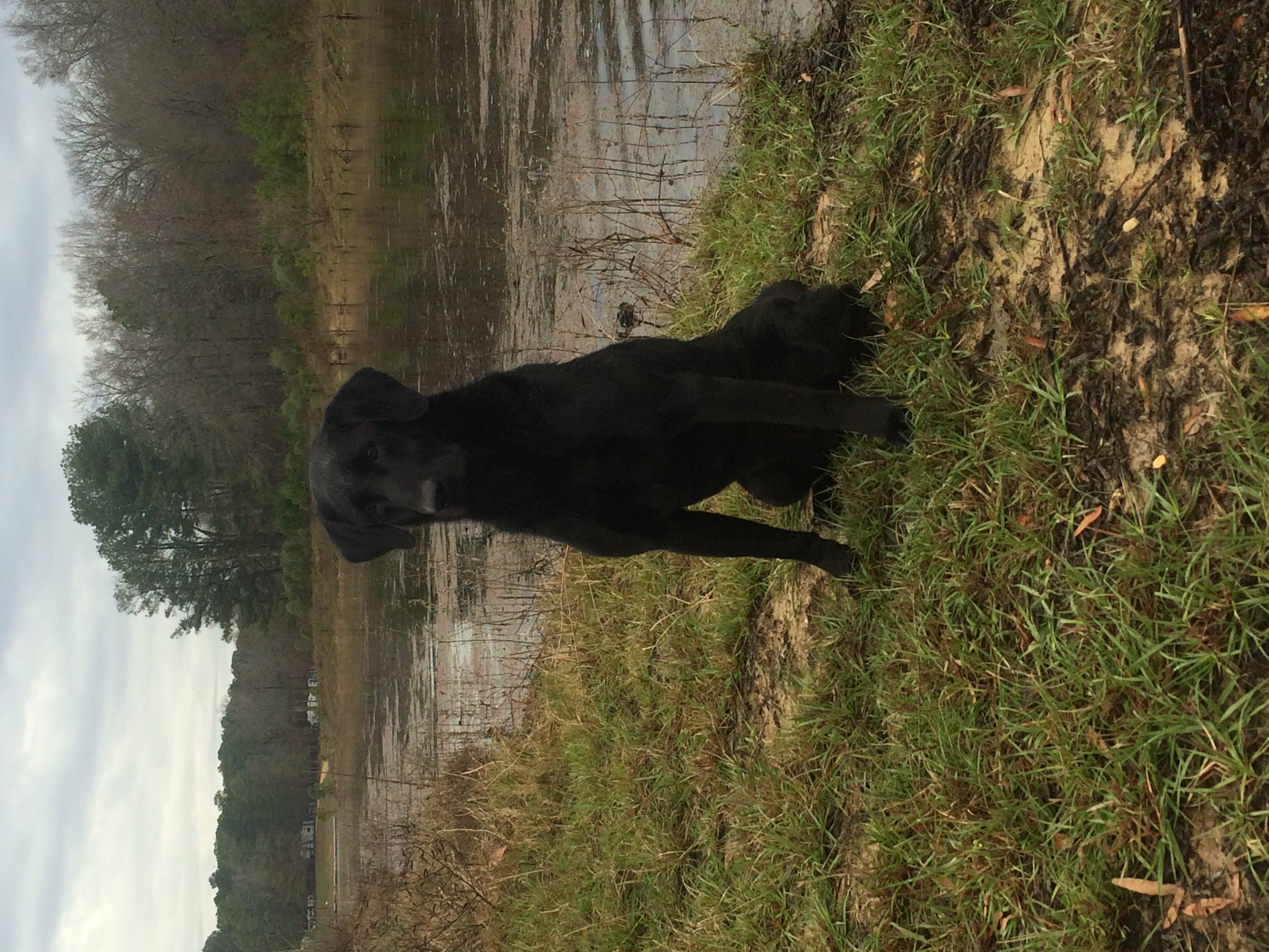 3xGRHRCH Benjamins Legend Streak | Black Labrador Retriver