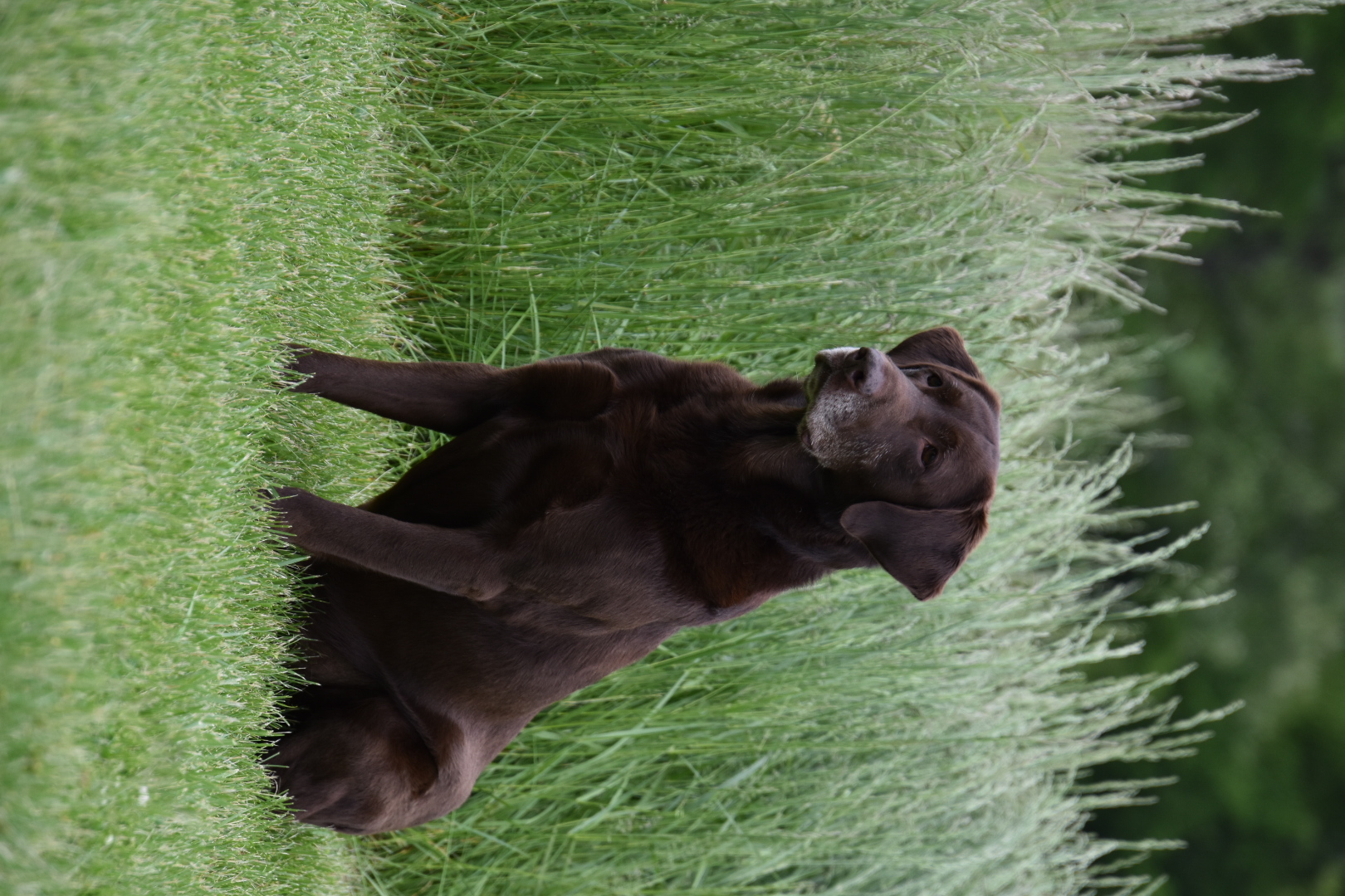 GRHRCH(4) CT's Why Be Normal "Troy" MH | Chocolate Labrador Retriver