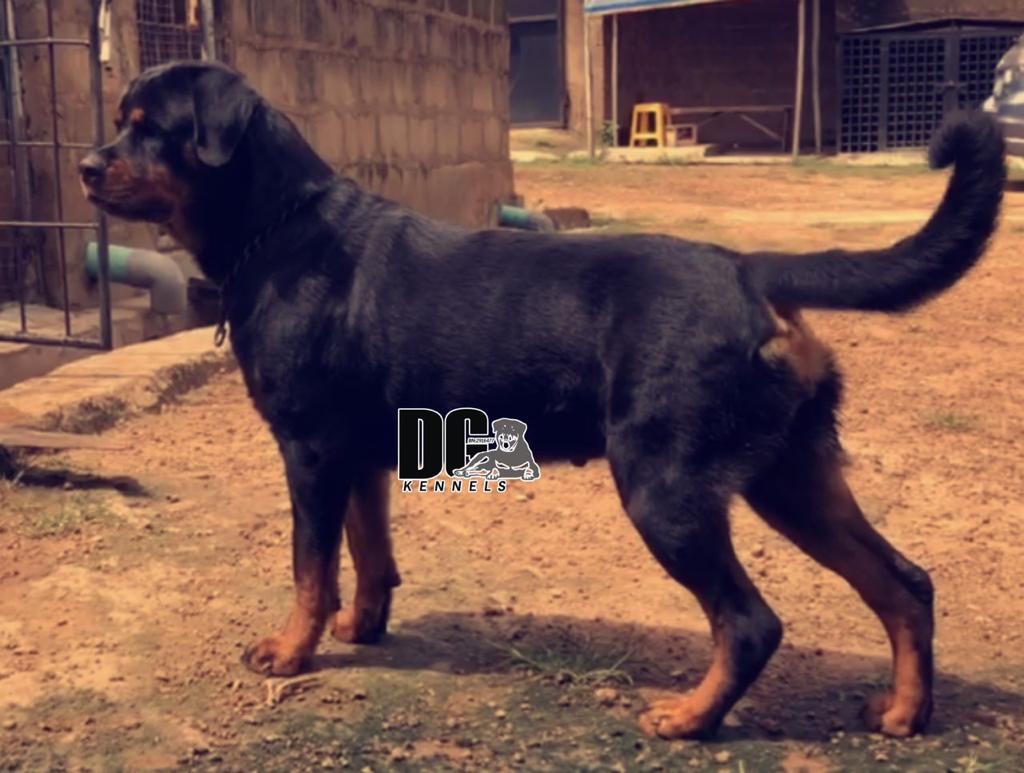 Nicci Vh Royalline | Rottweiler 