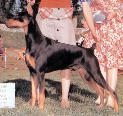 Alisaton Damascus | Black Doberman Pinscher