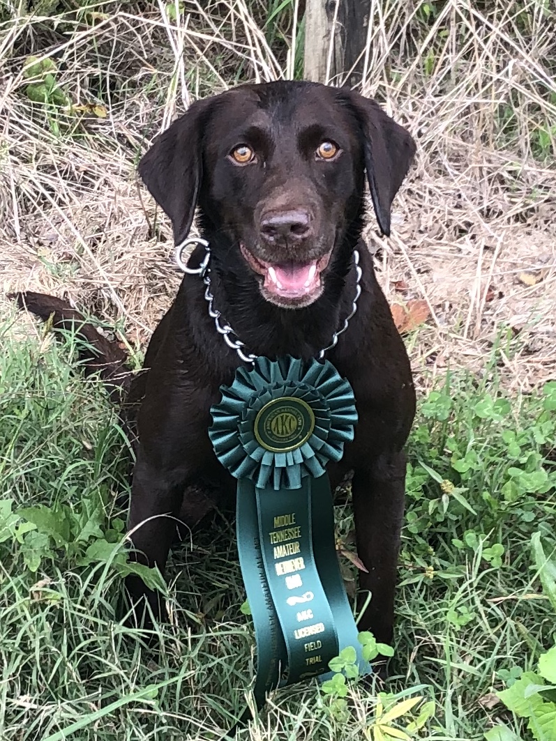 HRCH Laneys Chocolate Roux MH QA2 | Chocolate Labrador Retriver