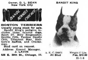 Bandit King | Boston Terrier 