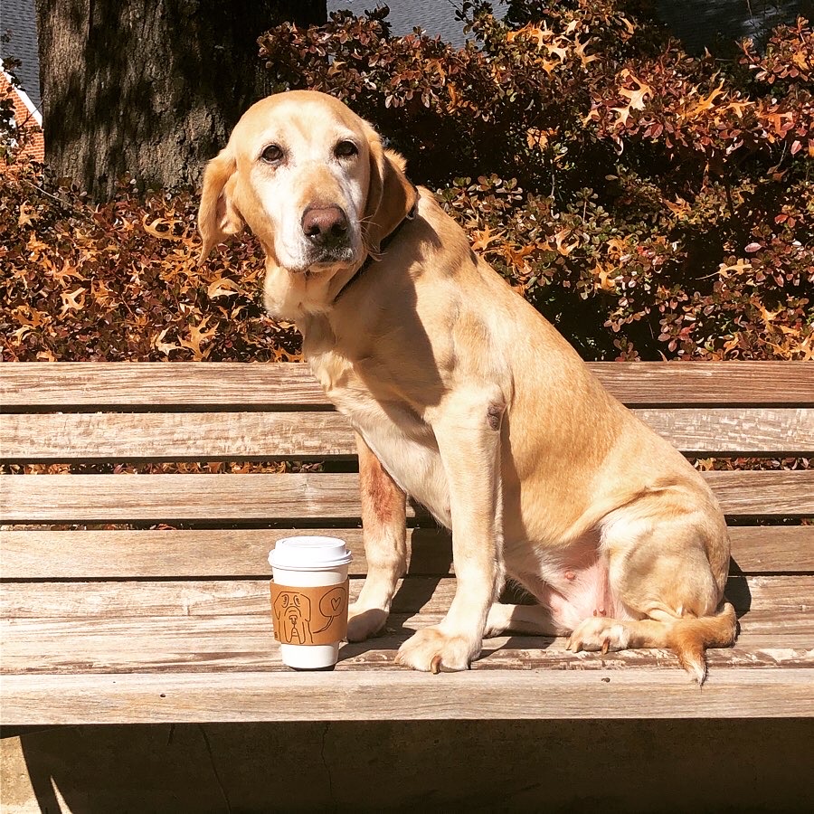 Hiwaters Heaven's Alot Like Dixie | Yellow Labrador Retriver