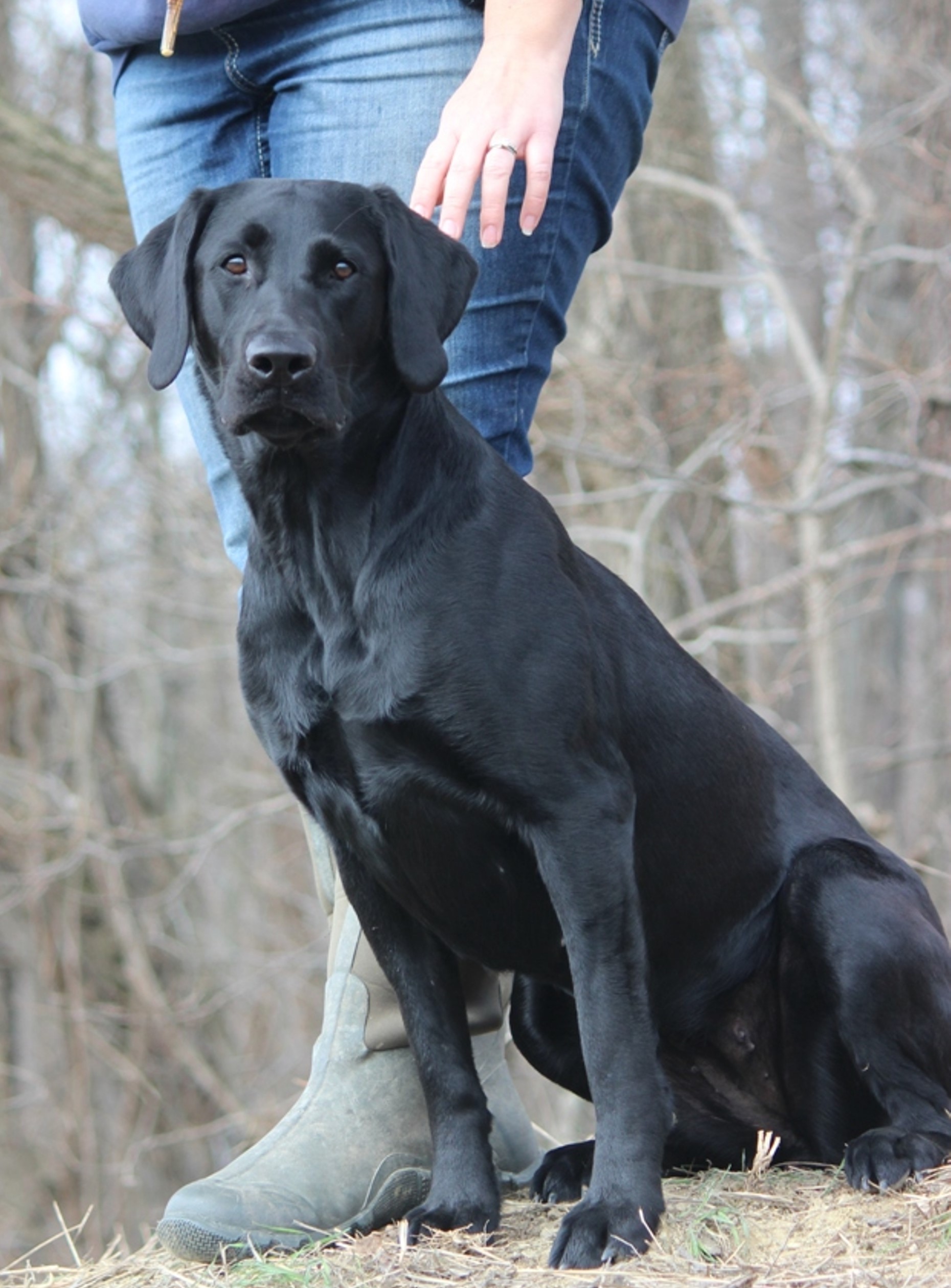 SHR White Oak Hallelujah CD GN RAE RM JH | Black Labrador Retriver