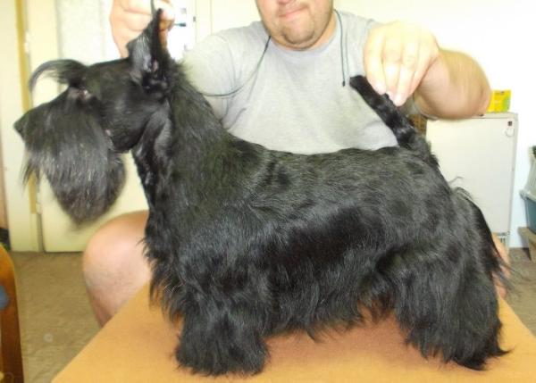 Silver Jazz Dark Diva | Scottish Terrier 