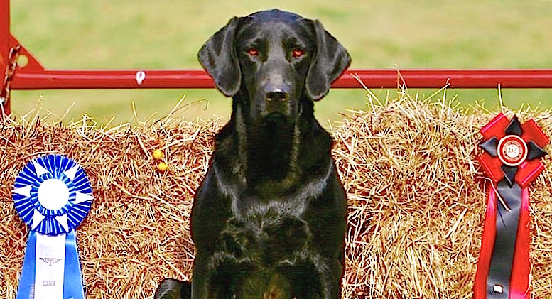 Windy Acres Born Intuition SH | Black Labrador Retriver