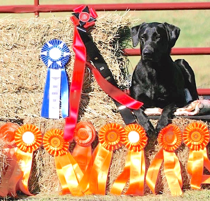 Troubador's Windy Has Wings To Fly  SH | Black Labrador Retriver