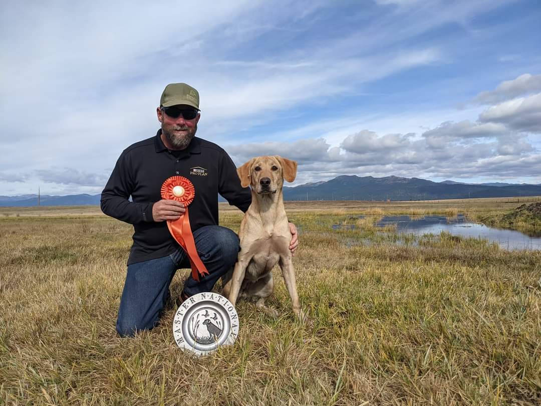 HRCH Goldhill's She Got It From Her Momma MH QAA | Yellow Labrador Retriver