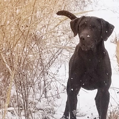 Huntem Up Barracuda Blue Thunder JH | Chocolate Labrador Retriver