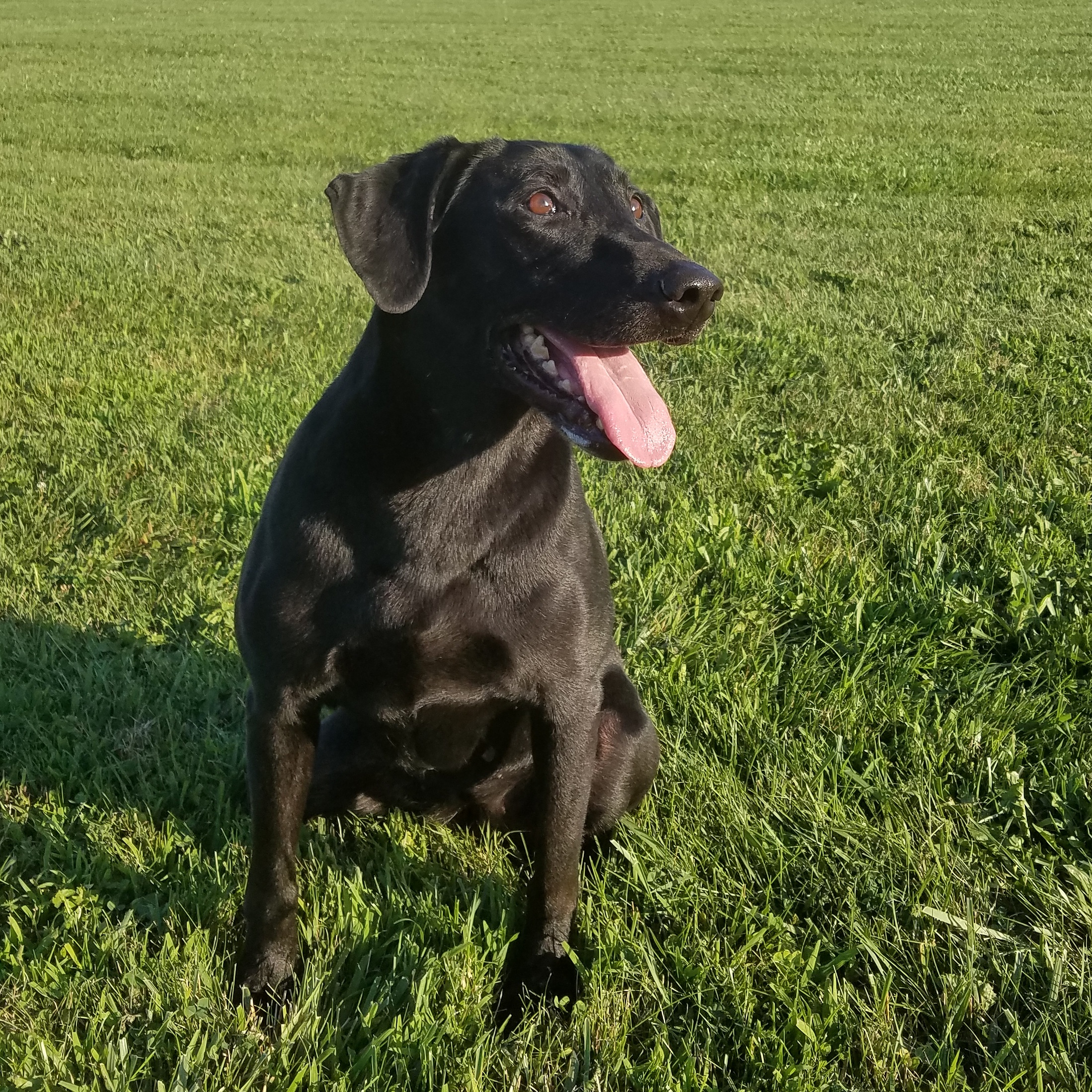 HRCH UH Fourleaf's Ready For A Volley SH | Black Labrador Retriver