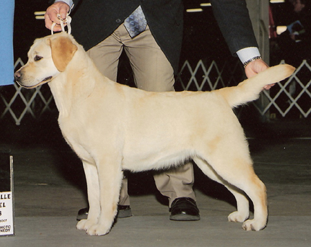 BISS GCH CH Belquest Lovely Lady Lumps WC | Yellow Labrador Retriver