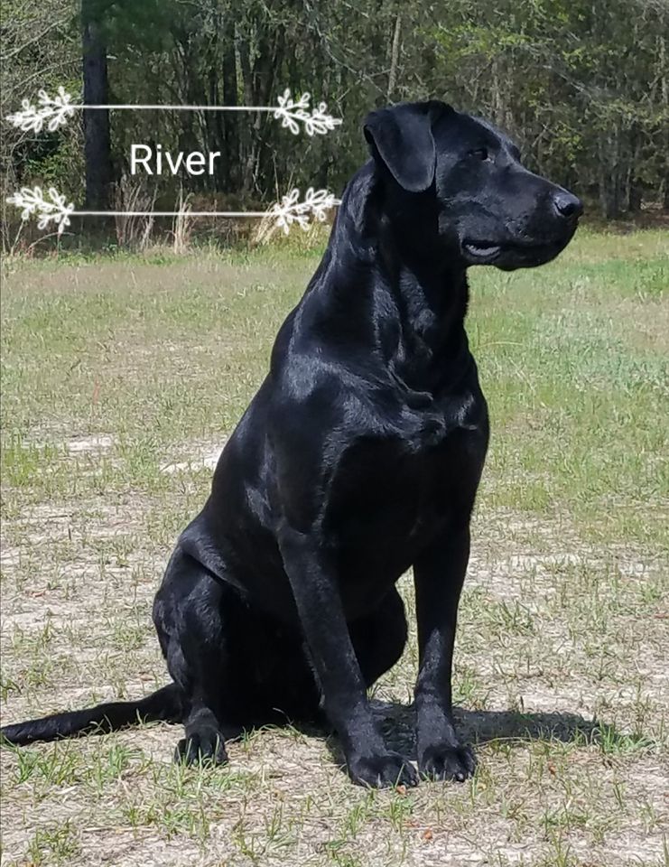 Highvoltage Hydro Power JH | Black Labrador Retriver