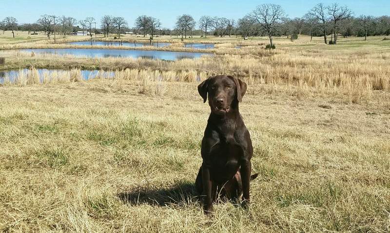 HRCH  Iron Man MH | Chocolate Labrador Retriver