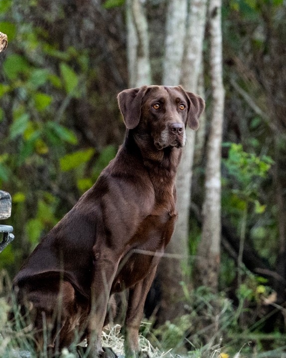 HRCH Landing  Zone's Rude Awakening | Chocolate Labrador Retriver